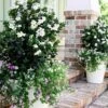 Diamond Spire Gardenia - 1 Gallon Pot 1 Diamond Spire Gardenia - 1 Gallon Pot -SHRUBS and BUSHES Shop Gardenia Diamond Spire 1 2