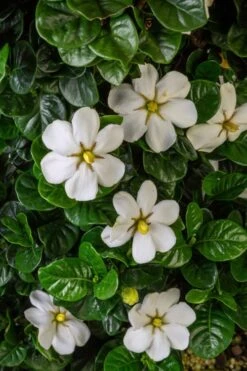 Diamond Spire Gardenia - 3 Gallon Pot 15 Diamond Spire Gardenia - 3 Gallon Pot -SHRUBS and BUSHES Shop Gardenia Diamond Spire 2 1