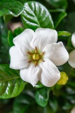 Diamond Spire Gardenia - 3 Gallon Pot 12 Diamond Spire Gardenia - 3 Gallon Pot -SHRUBS and BUSHES Shop Gardenia Diamond Spire 3 1