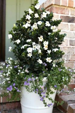 Diamond Spire Gardenia - 1 Gallon Pot 14 Diamond Spire Gardenia - 1 Gallon Pot -SHRUBS and BUSHES Shop Gardenia Diamond Spire 4 2