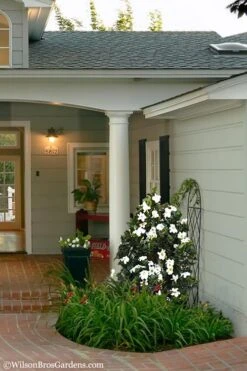 Diamond Spire Gardenia - 3 Gallon Pot 13 Diamond Spire Gardenia - 3 Gallon Pot -SHRUBS and BUSHES Shop Gardenia Diamond Spire 5 1