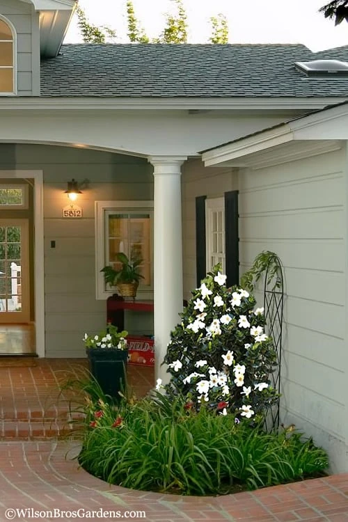 Diamond Spire Gardenia - 3 Gallon Pot 7 Diamond Spire Gardenia - 3 Gallon Pot - Image 5