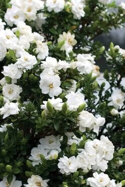 Double Mint Gardenia - 1 Gallon Pot -SHRUBS and BUSHES Shop Gardenia Double Mint 2 2