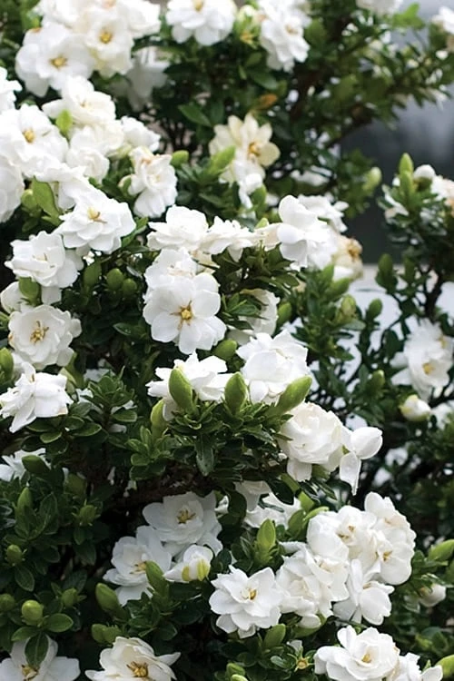 Double Mint Gardenia - 6 Pack Of 1 Gallon Pots 6 Double Mint Gardenia - 6 Pack Of 1 Gallon Pots - Image 4