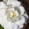 Double Mint Gardenia - 2 Gallon Pot 1 Double Mint Gardenia - 2 Gallon Pot -SHRUBS and BUSHES Shop Gardenia Double Mint 5 3