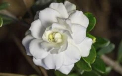 Double Mint Gardenia - 1 Gallon Pot -SHRUBS and BUSHES Shop Gardenia Double Mint 6 2