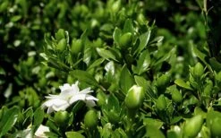 Double Mint Gardenia - 1 Gallon Pot -SHRUBS and BUSHES Shop Gardenia Double Mint 7 2