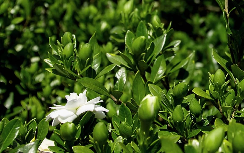 Double Mint Gardenia - 6 Pack Of 1 Gallon Pots 8 Double Mint Gardenia - 6 Pack Of 1 Gallon Pots - Image 6