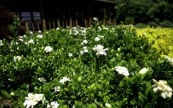 Double Mint Gardenia - 6 Pack Of 1 Gallon Pots 13 Double Mint Gardenia - 6 Pack Of 1 Gallon Pots -SHRUBS and BUSHES Shop Gardenia Double Mint 8