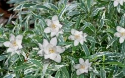 Variegated Creeping Dwarf Gardenia - 6 Pack Of 1 Gallon Pots 9 Variegated Creeping Dwarf Gardenia - 6 Pack Of 1 Gallon Pots -SHRUBS and BUSHES Shop Gardenia Dwarf Radicans Variegated 3 1