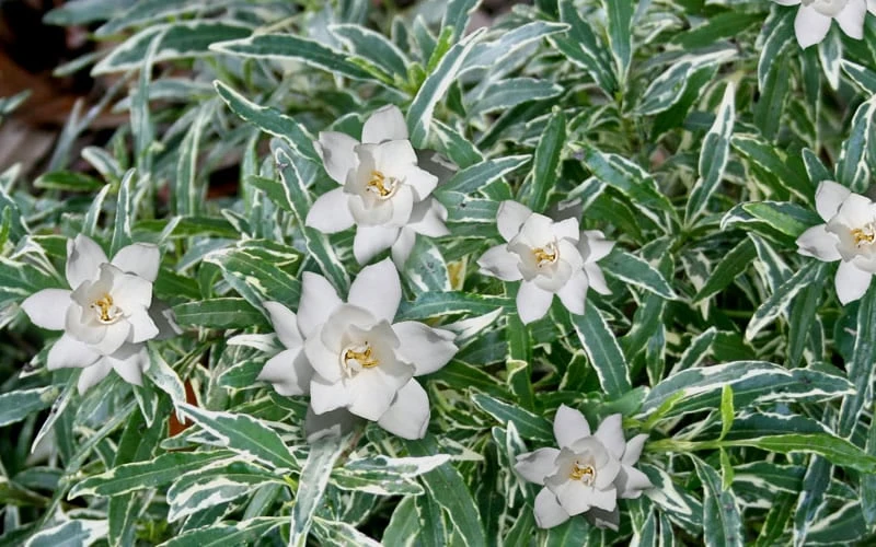 Variegated Creeping Dwarf Gardenia - 3 Gallon Pot 6 Variegated Creeping Dwarf Gardenia - 3 Gallon Pot - Image 4