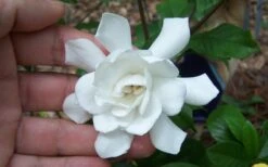 Fall In Love Cold Hardy Gardenia - 1 Gallon Pot 11 Fall In Love Cold Hardy Gardenia - 1 Gallon Pot -SHRUBS and BUSHES Shop Gardenia Fall In Love