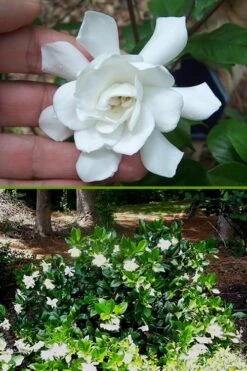 Fall In Love Cold Hardy Gardenia - 1 Gallon Pot 12 Fall In Love Cold Hardy Gardenia - 1 Gallon Pot -SHRUBS and BUSHES Shop Gardenia Fall In Love BS
