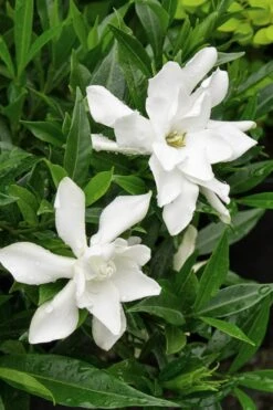 Frost Proof Gardenia - 1 Gallon Pot 12 Frost Proof Gardenia - 1 Gallon Pot -SHRUBS and BUSHES Shop Gardenia Frost Proof Rev 500x750 2