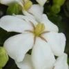 Heaven Scent Gardenia - 6 Pack Of 1 Gallon Pots 2 Heaven Scent Gardenia - 6 Pack Of 1 Gallon Pots -SHRUBS and BUSHES Shop Gardenia Heaven Scent 15