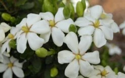 Heaven Scent Gardenia - 2 Gallon Pot 10 Heaven Scent Gardenia - 2 Gallon Pot -SHRUBS and BUSHES Shop Gardenia Heaven Scent 16 2
