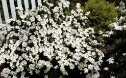 Heaven Scent Gardenia - 1 Gallon Pot 11 Heaven Scent Gardenia - 1 Gallon Pot -SHRUBS and BUSHES Shop Gardenia Heaven Scent 17 1