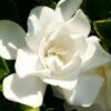 Jubilation Gardenia - 3 Gallon Pot -SHRUBS and BUSHES Shop Gardenia Jubilation BS 2