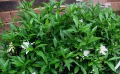 Radicans Creeping Dwarf Gardenia - 6 Pack Of 1 Gallon Pots 16 Radicans Creeping Dwarf Gardenia - 6 Pack Of 1 Gallon Pots -SHRUBS and BUSHES Shop Gardenia Radicans 53