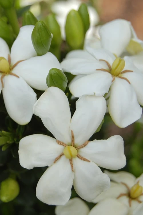 ScentAmazing Gardenia - 1 Gallon Pot 3 ScentAmazing Gardenia - 1 Gallon Pot