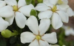 ScentAmazing Gardenia - 2 Gallon Pot 11 ScentAmazing Gardenia - 2 Gallon Pot -SHRUBS and BUSHES Shop Gardenia Scentamazing 20 1