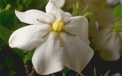 ScentAmazing Gardenia - 2 Gallon Pot 13 ScentAmazing Gardenia - 2 Gallon Pot -SHRUBS and BUSHES Shop Gardenia Scentamazing Closeup 1