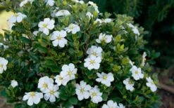 ScentAmazing Gardenia - 1 Gallon Pot 12 ScentAmazing Gardenia - 1 Gallon Pot -SHRUBS and BUSHES Shop Gardenia Scentamazing Shrub