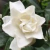 Sweet Tea Gardenia - 3 Gallon Pot 2 Sweet Tea Gardenia - 3 Gallon Pot -SHRUBS and BUSHES Shop Gardenia Sweet Tea 3