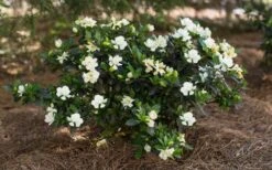 Sweet Tea Gardenia - 3 Gallon Pot -SHRUBS and BUSHES Shop Gardenia Sweet Tea 5