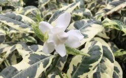 Variegated August Beauty Gardenia - 1 Gallon Pot -SHRUBS and BUSHES Shop Gardenia Variegated 1 2