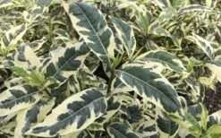 Variegated Gardenia - 1 Gallon Pot -SHRUBS and BUSHES Shop Gardenia Variegated 2