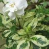 Variegated August Beauty Gardenia - 3 Gallon Pot 2 Variegated August Beauty Gardenia - 3 Gallon Pot -SHRUBS and BUSHES Shop Gardenia Variegated BS 1