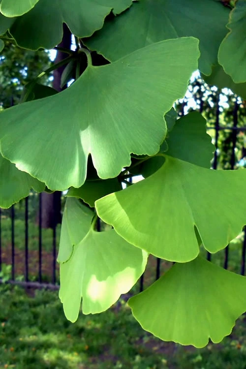 Ginkgo Maidenhair Tree (Male) - 3 Gallon Pot 9 Ginkgo Maidenhair Tree (Male) - 3 Gallon Pot - Image 7