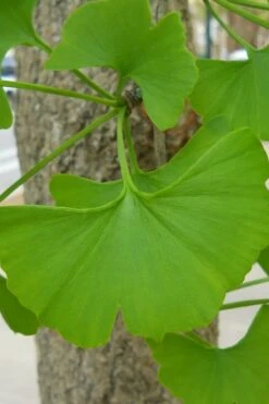 Ginkgo Maidenhair Tree (Male) - 3 Gallon Pot 13 Ginkgo Maidenhair Tree (Male) - 3 Gallon Pot -SHRUBS and BUSHES Shop Ginkgo Tree 11