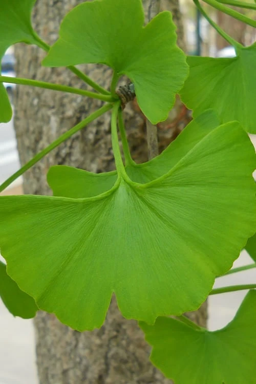 Ginkgo Maidenhair Tree (Male) - 3 Gallon Pot 7 Ginkgo Maidenhair Tree (Male) - 3 Gallon Pot - Image 5
