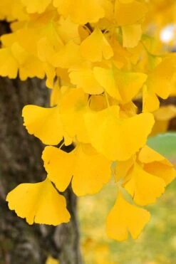 Ginkgo Maidenhair Tree (Male) - 3 Gallon Pot 12 Ginkgo Maidenhair Tree (Male) - 3 Gallon Pot -SHRUBS and BUSHES Shop Ginkgo Tree 14