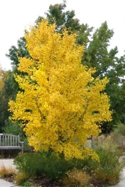 Ginkgo Maidenhair Tree (Male) - 3 Gallon Pot 14 Ginkgo Maidenhair Tree (Male) - 3 Gallon Pot -SHRUBS and BUSHES Shop Ginkgo Tree 16
