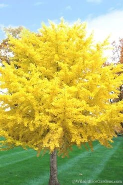 Ginkgo Maidenhair Tree (Male) - 3 Gallon Pot