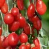 Goji Berry Plant - Lycium Barbarum - 1 Gallon Pot -SHRUBS and BUSHES Shop Goji Berry Dynamite 500x750 1