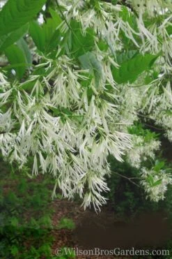 Grancy Graybeard - White Fringe Tree - 3 Gallon Pot -SHRUBS and BUSHES Shop Grancy Graybeard Tree 30 1