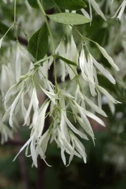 Grancy Graybeard - White Fringe Tree - 3 Gallon Pot -SHRUBS and BUSHES Shop Grancy Graybeard Tree 32 1