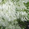 Grancy Graybeard - White Fringe Tree - 7 Gallon Pot (2-3') -SHRUBS and BUSHES Shop Grancy Graybeard Tree Flowers 21 500x750 1
