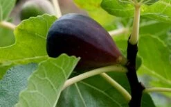 Black Mission Fig Tree - 1 Gallon Pot -SHRUBS and BUSHES Shop Grape Black Mission 50
