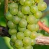 Niagara Seedless Grape Vine - 1 Gallon Pot 1 Niagara Seedless Grape Vine - 1 Gallon Pot -SHRUBS and BUSHES Shop Grape Niagra 3