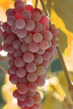 Reliance Red Seedless Grape Vine - 1 Gallon Pot