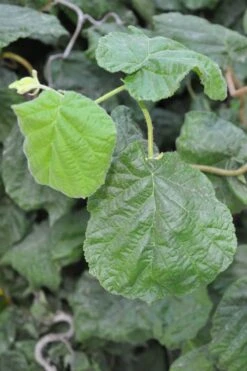 Harry Lauder's Walking Stick - Corylus Avellana 'Contorta' - 5 Gallon Pot 16 Harry Lauder's Walking Stick - Corylus Avellana 'Contorta' - 5 Gallon Pot -SHRUBS and BUSHES Shop Harry Lauder Walking Stick 12