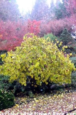 Harry Lauder's Walking Stick - Corylus Avellana 'Contorta' - 5 Gallon Pot 17 Harry Lauder's Walking Stick - Corylus Avellana 'Contorta' - 5 Gallon Pot -SHRUBS and BUSHES Shop Harry Lauder Walking Stick 15