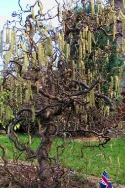 Harry Lauder's Walking Stick - Corylus Avellana 'Contorta' - 5 Gallon Pot 15 Harry Lauder's Walking Stick - Corylus Avellana 'Contorta' - 5 Gallon Pot -SHRUBS and BUSHES Shop Harry Lauder Walking Stick 16