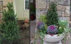 Pyramidal Compacta Japanese Holly - 3 Gallon Pot 11 Pyramidal Compacta Japanese Holly - 3 Gallon Pot -SHRUBS and BUSHES Shop Holly Compacta Pyramidal 2