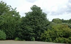 Emily Bruner Pyramidal Holly - 7 Gallon Pot (4-5') 17 Emily Bruner Pyramidal Holly - 7 Gallon Pot (4-5') -SHRUBS and BUSHES Shop Holly Emily Bruner 2